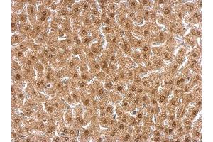 IHC-P Image APLP2 antibody [N1N2], N-term detects APLP2 protein at nucleus on mouse liver by immunohistochemical analysis. (APLP2 抗体  (N-Term))