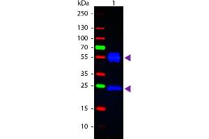 Western blot of Fluorescein conjugated Rabbit Anti-Mouse IgG secondary antibody. (兔 anti-小鼠 IgG (Heavy & Light Chain) Antibody (FITC) - Preadsorbed)