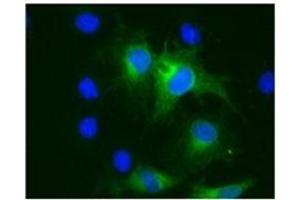 Immunofluorescence of COS cells 293T transfected with pHATMPRSS3. (TMPRSS3 抗体)