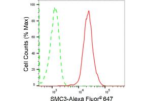 Flow cytometric analysis of SMC3 expression in HepG2 cells using SMC3 antibody (ABIN7800448), 1:2,000). (Recombinant SMC3 抗体)