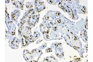 Immunohistochemistry (IHC) image for anti-Hemoglobin, delta (HBd) (AA 2-147) antibody (ABIN5518999)