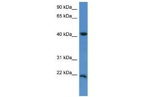 WB Suggested Anti-IMMP2L Antibody Titration: 0. (IMMP2L 抗体  (C-Term))