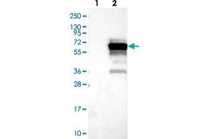Western blot analysis of Lane 1: Negative control (vector only transfected HEK293T lysate), Lane 2: Over-expression Lysate (Co-expressed with a C-terminal myc-DDK tag (~3. (SH3BP5L 抗体)