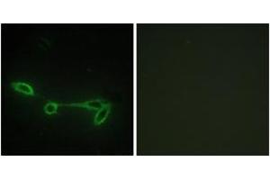 Immunofluorescence analysis of NIH-3T3 cells, using FUK Antibody. (FUK 抗体  (AA 11-60))