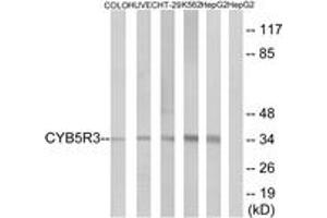 Western blot analysis of extracts from HepG2/COLO/HuvEc/HT-29/K562 cells, using CYB5R3 Antibody. (CYB5R3 抗体  (AA 137-186))