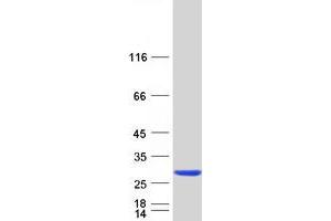 Western Blotting (WB) image for RAB24, Member RAS Oncogene Family (RAB24) (Transcript Variant 2) protein (Myc-DYKDDDDK Tag) (ABIN2730303)