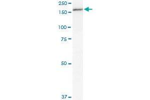 MPO monoclonal antibody (M01), clone 3E11. (Myeloperoxidase 抗体  (AA 646-745))