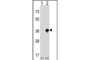 Western blot analysis of GZMB (arrow) using rabbit polyclonal GZMB Antibody (C-term) (ABIN390496 and ABIN2840855). (GZMB 抗体  (C-Term))