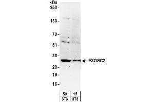 Western Blotting (WB) image for anti-Exosome Component 2 (EXOSC2) (AA 243-293) antibody (ABIN7449729) (EXOSC2 抗体  (AA 243-293))