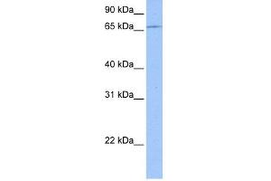 WB Suggested Anti-ZNF317 Antibody Titration:  0.