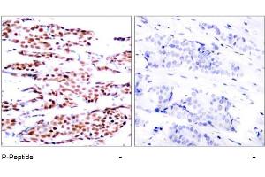 Image no. 1 for anti-Jun B Proto-Oncogene (JUNB) (pSer79) antibody (ABIN196656) (JunB 抗体  (pSer79))