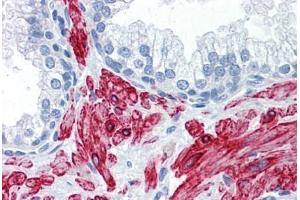 Anti-SLMAP antibody IHC staining of human prostate. (SLMAP 抗体  (AA 677-785))