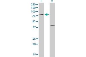 Western Blot analysis of POLI expression in transfected 293T cell line by POLI monoclonal antibody (M01), clone 8G9. (POLI 抗体  (AA 616-715))