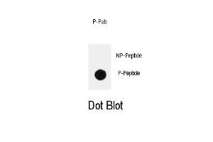 Dot blot analysis of anti-PIK3CD-p Pab (ABIN389877 and ABIN2839731) on nitrocellulose membrane. (PIK3CD 抗体  (pTyr485))