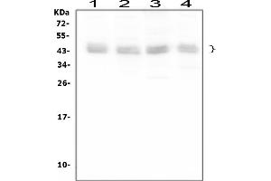 Western blot analysis of BMI1 using anti-BMI1 antibody (ABIN3043799). (BMI1 抗体  (Middle Region))