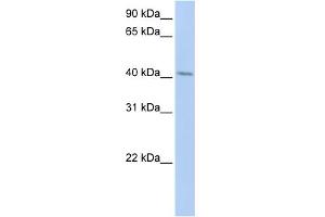 WB Suggested Anti-ERLIN1 Antibody Titration:  0. (ERLIN1 抗体  (N-Term))
