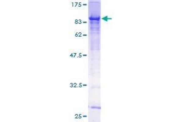 GMEB2 Protein (AA 1-530) (GST tag)