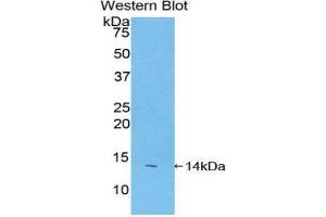 Western Blotting (WB) image for anti-Family with Sequence Similarity 19 (Chemokine (C-C Motif)-Like), Member A2 (FAM19A2) (AA 31-119) antibody (ABIN1858793) (FAM19A2 抗体  (AA 31-119))