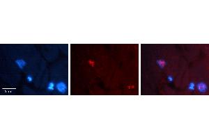 Rabbit Anti-CCNG1 Antibody  AV Formalin Fixed Paraffin Embedded Tissue: Human heart Tissue Observed Staining: Nucleus Primary Antibody Concentration: 1:100 Other Working Concentrations: N/A Secondary Antibody: Donkey anti-Rabbit-Cy3 Secondary Antibody Concentration: 1:200 Magnification: 20X Exposure Time: 0. (Cyclin G1 抗体  (N-Term))