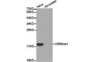 Western blot analysis of extracts of HeLa cell line and H3 protein expressed in E. (Histone 3 抗体  (H3R8me))