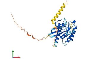Protein Structure (PS) image for RAS-Like, Family 11, Member A (RASL11A) (AA 1-242) protein (His tag) (ABIN7557928)