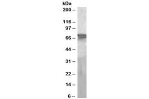 Western blot testing of human liver lysate with PEPCK2 antibody at 2ug/ml. (PEPCK 抗体)