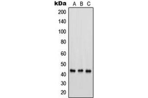 Western blot analysis of PSMC6 expression in HEK293 (A), HeLa (B), RAW264. (PSMC6 抗体  (Center))