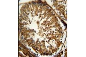OX antibody (Center) (ABIN652045 and ABIN2840519) immunohistochemistry analysis in formalin fixed and raffin embedded human testis tissue followed by peroxidase conjugation of the secondary antibody and DAB staining. (PAOX 抗体  (AA 467-496))