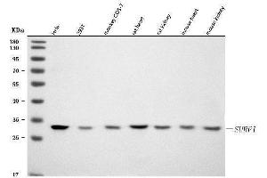 Western blot analysis of SURF1 using anti-SURF1 antibody (ABIN7601006).