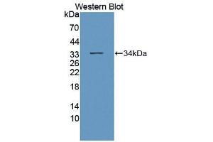 Western blot analysis of recombinant Mouse PTPRO. (PTPRO 抗体  (AA 948-1205))