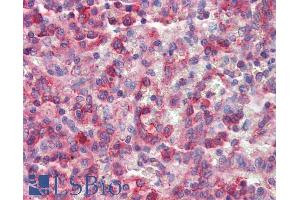 ABIN190755 (2. (NCF4 抗体  (Internal Region))