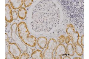 Immunoperoxidase of monoclonal antibody to RASGRP4 on formalin-fixed paraffin-embedded human kidney. (RASGRP4 抗体  (AA 574-673))