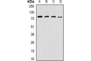 Western blot analysis of ASMTL expression in SW620 (A), NIH3T3 (B), mouse pancreas (C), mouse testis (D) whole cell lysates. (ASMTL 抗体)
