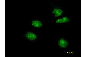 Immunofluorescence (IF) image for anti-Forkhead Box A2 (FOXA2) (AA 363-457) antibody (ABIN516568)
