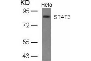 Image no. 2 for anti-Signal Transducer and Activator of Transcription 3 (Acute-Phase Response Factor) (STAT3) (AA 725-729) antibody (ABIN197177) (STAT3 抗体  (AA 725-729))