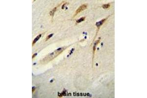 BEX1 Antibody (Center) immunohistochemistry analysis in formalin fixed and paraffin embedded human brain tissue followed by peroxidase conjugation of the secondary antibody and DAB staining. (BEX1 抗体  (Middle Region))