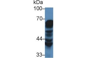 Western Blot; Sample: Human MCF7 cell lysate; Primary Ab: 2µg/mL Rabbit Anti-Mouse HSPD1 Antibody Second Ab: 0. (HSPD1 抗体  (AA 28-573))