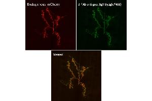 Immunofluorescence (IF) image for Chicken anti-Goat IgG antibody (DyLight 488) (ABIN7273064) (小鸡 anti-山羊 IgG Antibody (DyLight 488))