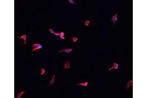 ABIN6268886 staining HeLa cells by IF/ICC. (Connexin 43/GJA1 抗体  (C-Term))