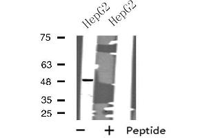 Western blot analysis of extracts from HepG2 cells, using CHRM1 antibody. (CHRM1 抗体  (C-Term))