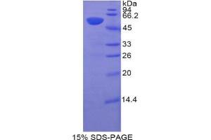 SDS-PAGE (SDS) image for Hypoxia Inducible Factor 1, alpha Subunit (Basic Helix-Loop-Helix Transcription Factor) (HIF1A) protein (ABIN3009906)