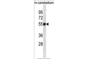 MOUSE Ppm1h Antibody (Center) (ABIN1881679 and ABIN2839056) western blot analysis in mouse cerebellum tissue lysates (35 μg/lane). (PPM1H 抗体  (AA 234-262))