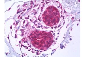 Anti-BAG1 antibody IHC of human breast, epithelium.