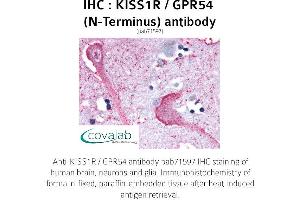 Image no. 1 for anti-KISS1 Receptor (KISS1R) (Extracellular Domain), (N-Term) antibody (ABIN1736239) (KISS1R 抗体  (Extracellular Domain, N-Term))