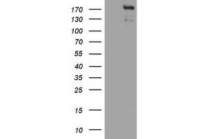 Image no. 3 for anti-Zinc Finger E-Box Binding Homeobox 2 (ZEB2) (AA 1-350) antibody (ABIN1490760) (ZEB2 抗体  (AA 1-350))