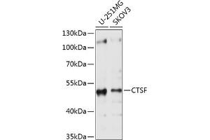 Western blot analysis of extracts of various cell lines, using CTSF antibody (ABIN6127667, ABIN6139225, ABIN6139226 and ABIN6214736) at 1:1000 dilution. (Cathepsin F 抗体  (AA 270-484))