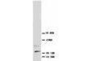 Image no. 1 for anti-Nerve Growth Factor (NGF) (N-Term) antibody (ABIN1495058) (Nerve Growth Factor 抗体  (N-Term))