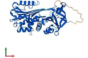 AlphaFold protein structure predicition of Human Recombinant SERPINB8 Protein, UniprotID P50452