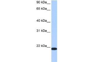 TMED4 antibody used at 0. (TMED4 抗体  (Middle Region))