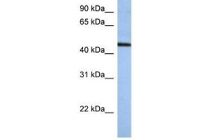 ZNF766 antibody used at 0. (ZNF766 抗体  (N-Term))